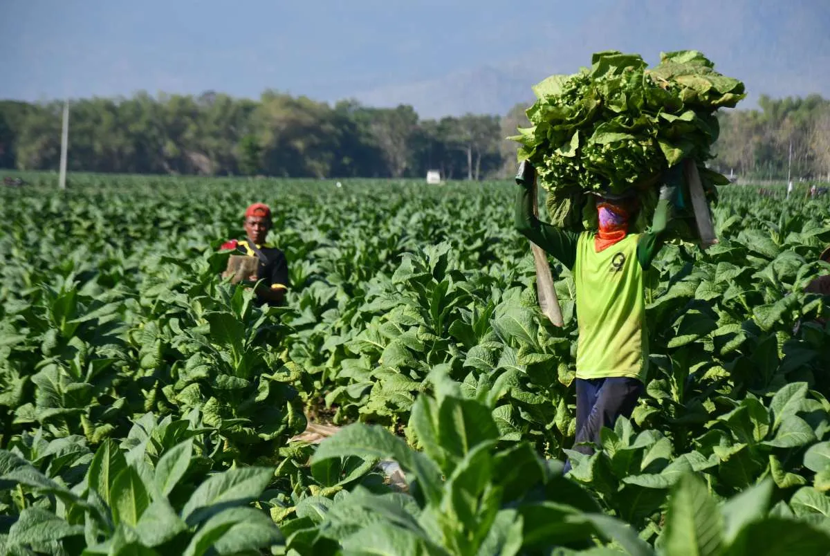 Pemerintahan Baru Diharapkan Tingkatkan Kesejahteraan Petani Tembakau