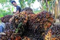 TPOMI 2026 Dorong Pabrik Kelapa Sawit Beralih ke Teknologi Cerdas dan Rendah Emisi