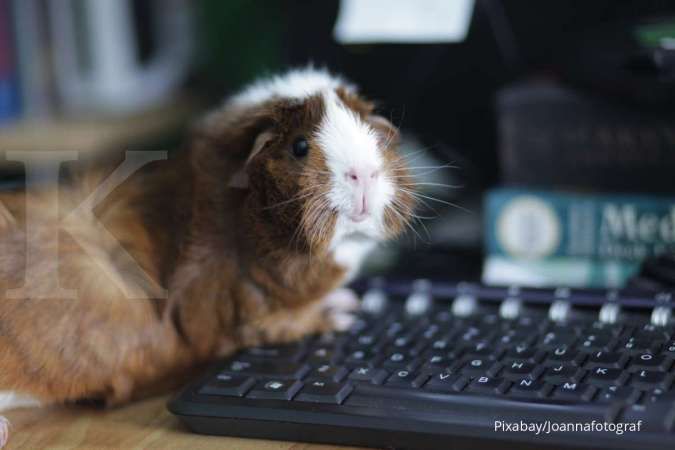 Ini 5 Rekomendasi Hewan Pengerat yang Aman Dipelihara