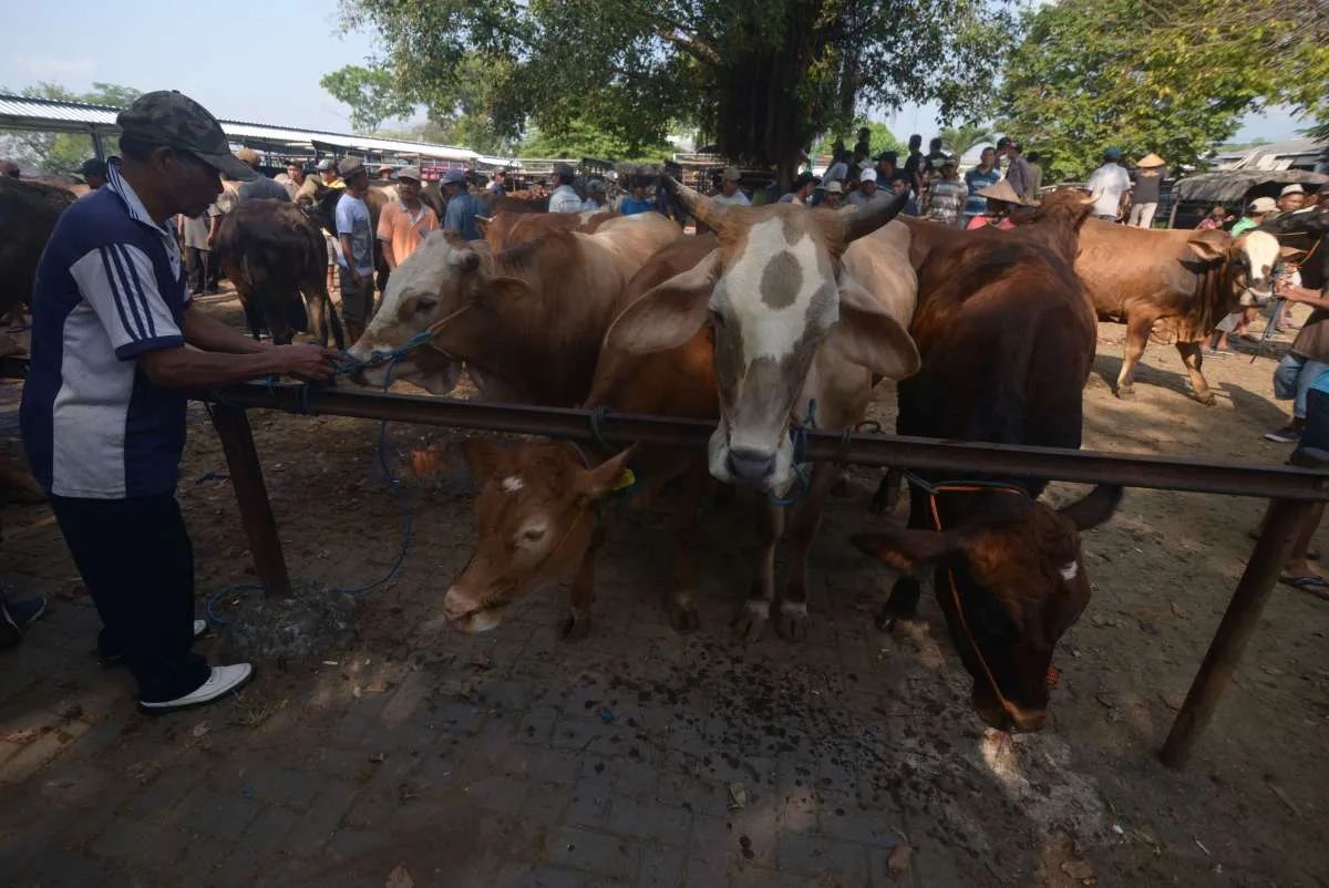 Berpotensi Surplus, Persediaan Hewan Kurban untuk Idul Adha Capai 2,06 Juta Ekor