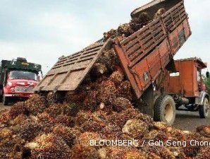 Produksi CPO Indonesia bisa naik hingga 25,4 juta metrik ton di 2012