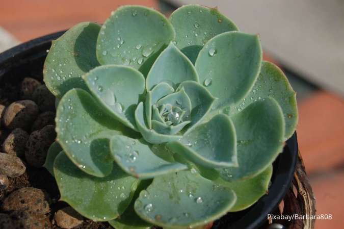 5 Cara Menyuburkan Tanaman Hias Sukulen, Perlu Tahu Hal Penting Ini