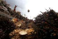 Malaysia's Palm Oil Stocks Hit 3-Month High in May Despite Export Boost