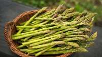 Intip Luar Biasanya Manfaat Sayuran Asparagus bagi Kesehatan, Bagus buat Diet