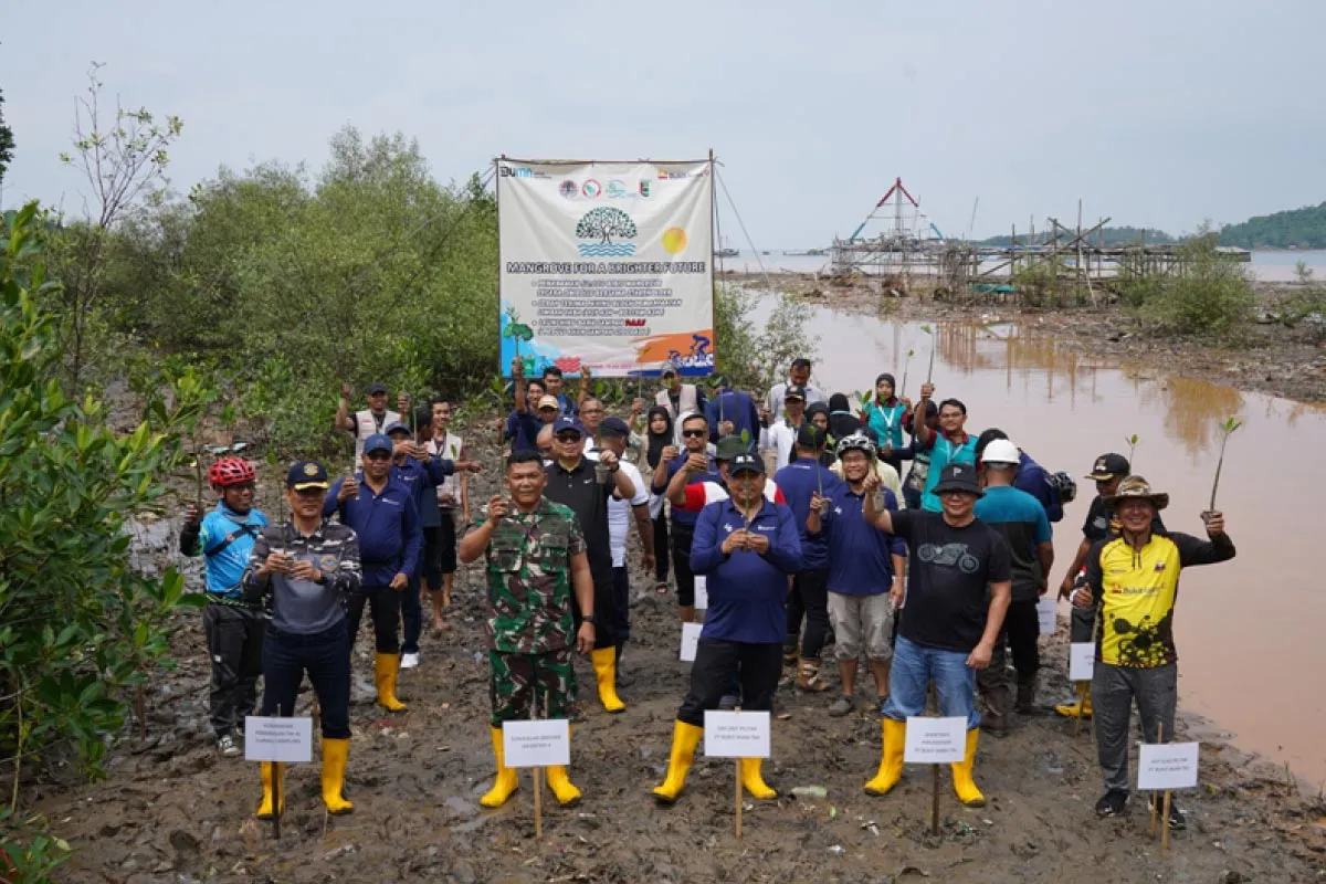 PTBA Tanam 50.000 Bibit Mangrove di Kawasan Ekowisata Cuku Nyi Nyi