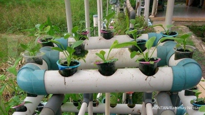 Mendulang laba segar dari sayuran hidroponik
