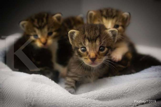 Bagaimana Cara Merawat Anak Kucing Yang Benar Ini Jawabannya