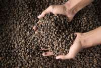 Indonesia's Coffee Production to Rebound in 2024/25, USDA says
