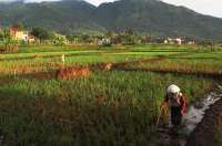 Prakiraan Cuaca Jabar Kamis (5/2): Hujan Ringan Merata di Setiap Wilayah!