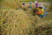 Nilai Tukar Petani Turun Jadi 124,33 pada Oktober 2025