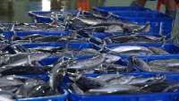 Menilik Peluang Besar Indonesia di Pasar Tuna Berkelanjutan