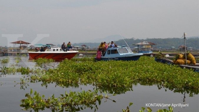 KKP kembangkan eceng gondok untuk pakan ikan