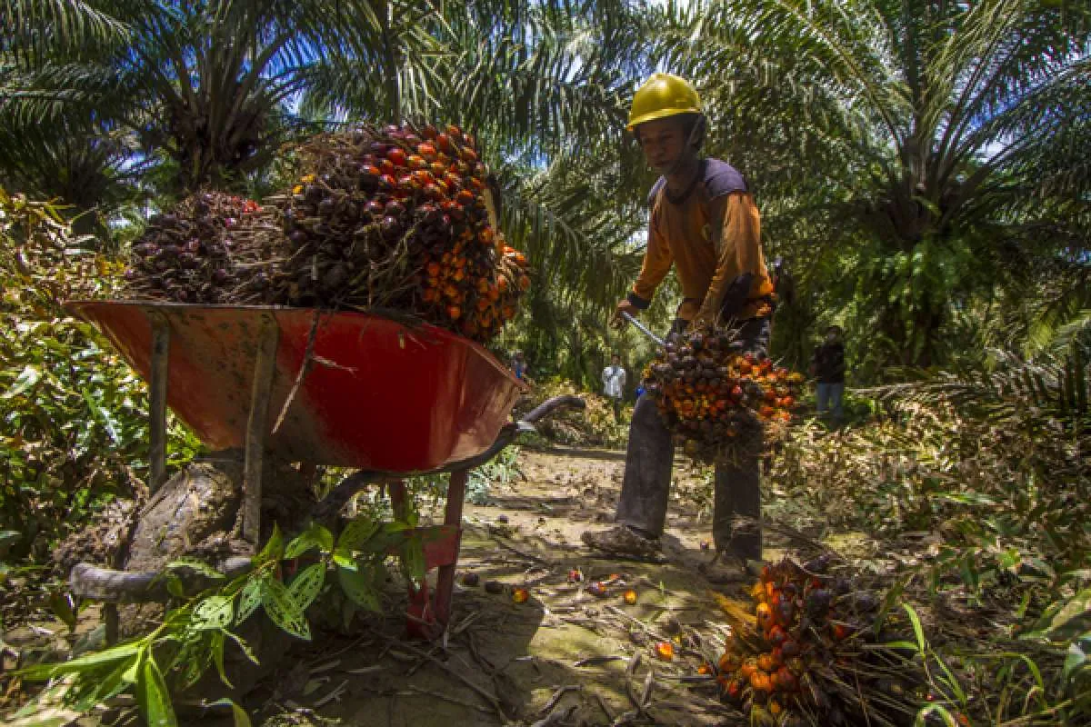 Majalah Sawit Indonesia beri penghargaan terhadap 110 tokoh Sawit Indonesia 