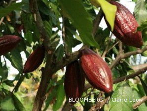 Agustus, ekspor kakao loyo