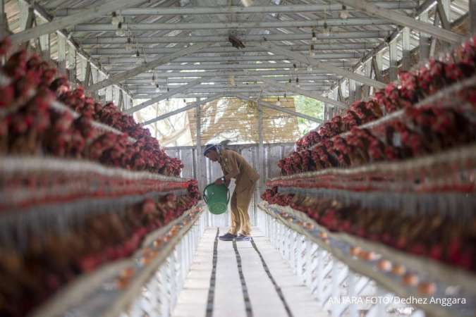 Tertekan Aturan Impor Pakan, Saham Poultry Masih Layak Diperhatikan