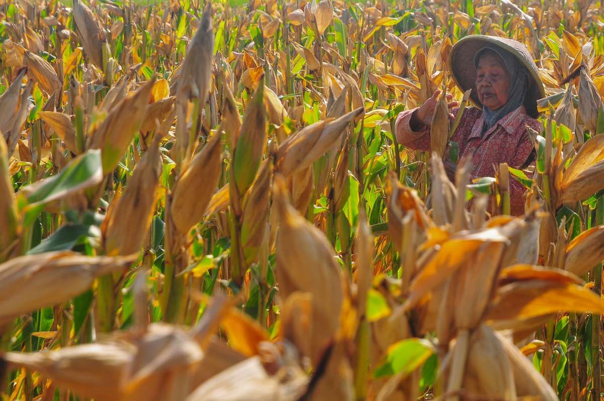 Pemerintah Bersiap Menyerap Hasil Panen Jagung