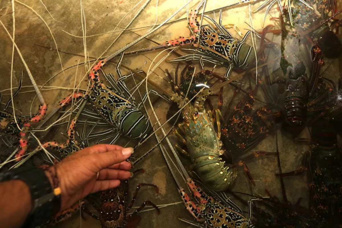 KKP Lepasliarkan 250 ekor lobster hasil budidaya di kawasan konservasi