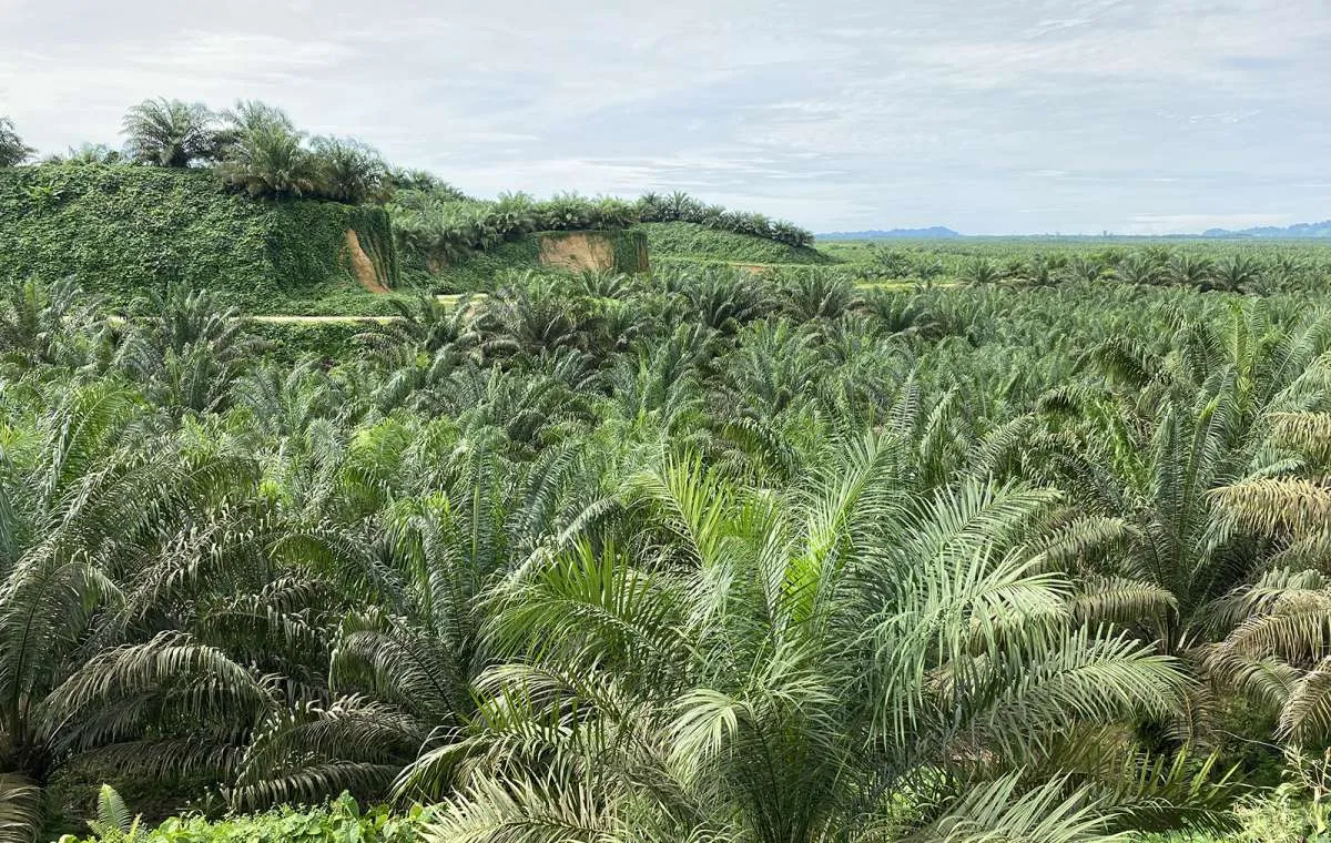 Astra Agro Lestri (AALI) Berharap Harga CPO Bisa Capai US$ 1.200 Per Ton