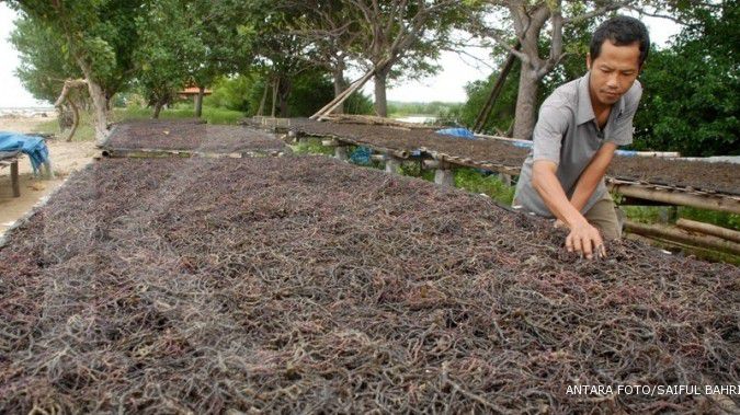 Ekspor rumput laut ke Filipina tahun ini bisa naik