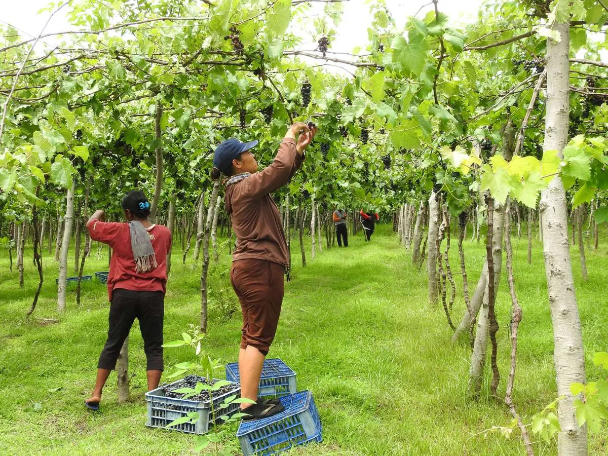 Prakiraan Cuaca Besok (16/6) Jembrana & Buleleng Hujan Ringan, Bali Cerah Berawan 