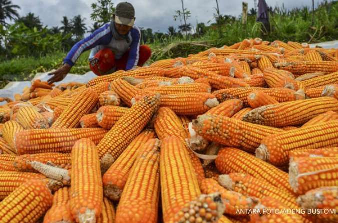 Harga Pangan di Sulawesi Tenggara: Cabai Rawit Merah dan Jagung Naik, Senin (6/1)