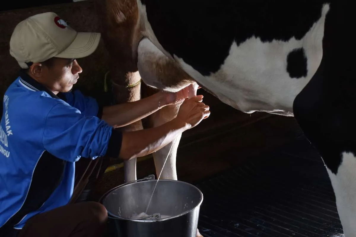 Ini 6 makanan yang mengandung kalsium, bukan cuma susu 