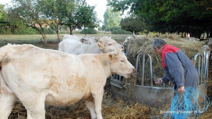 Pemerintah kaji ulang road map daging sapi