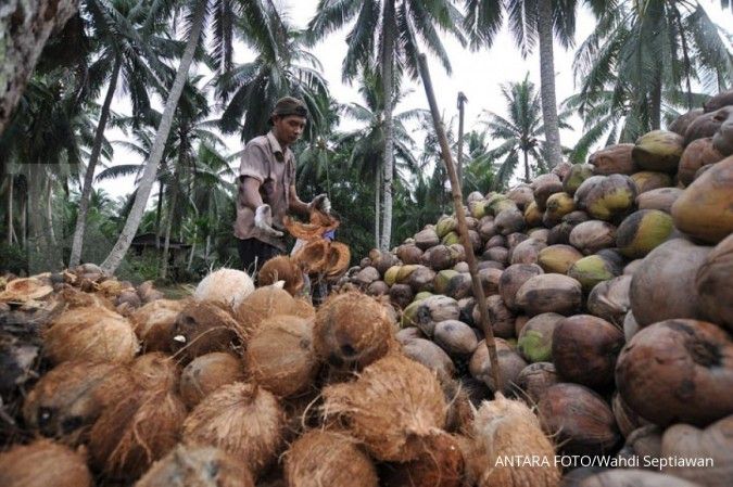 Industri lokal kekurangan pasokan kelapa, mengapa?
