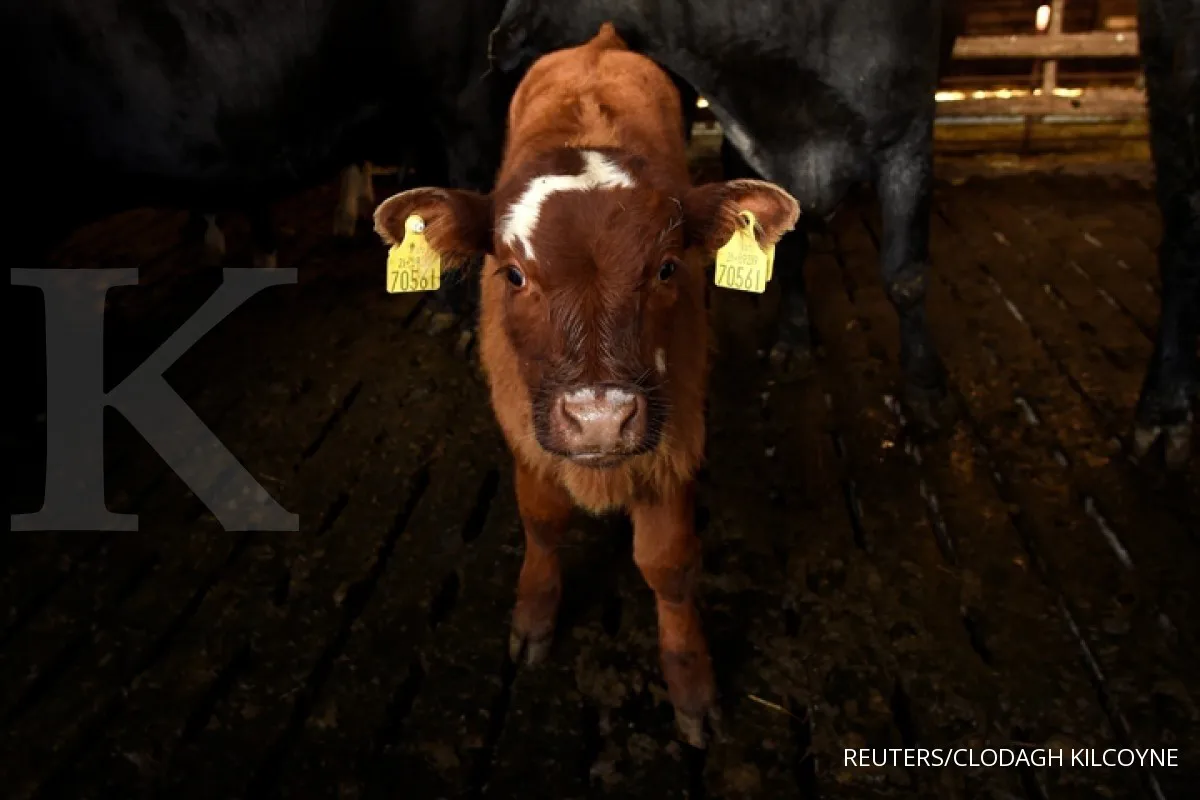 Jaga harga pangan, pemerintah kaji impor sapi dari Brazil