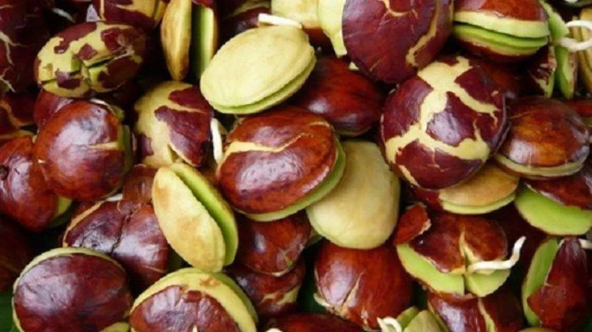 Jengkol Bisa Cegah Anemia, Cek Manfaat Lainnya di Sini