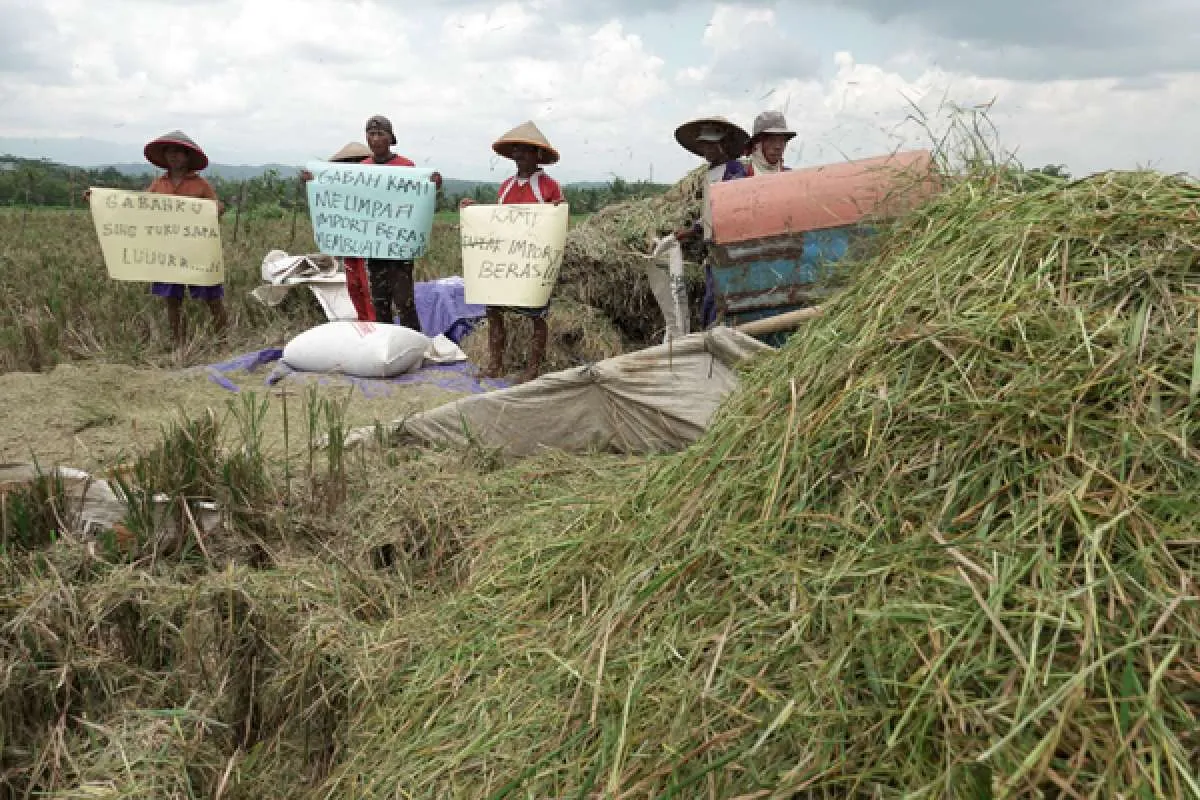 Pertanian Berkelanjutan Produksi Beras Rendah Karbon, Perpadi Ungkap Keunggulannya