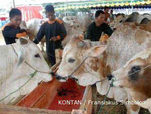 Hasil sensus sementara, ada 7 juta ekor sapi