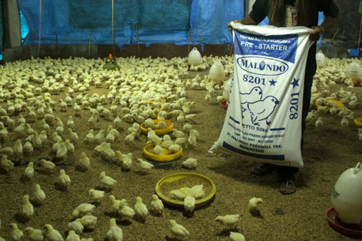 Kuartal I-2023, Malindo Feedmill (MAIN) Menderita Kerugian Rp 172,8 Miliar