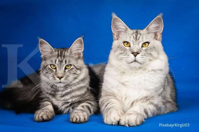 Mengenal 6 Jenis Ras Kucing Peliharaan dan Harganya di Pasaran