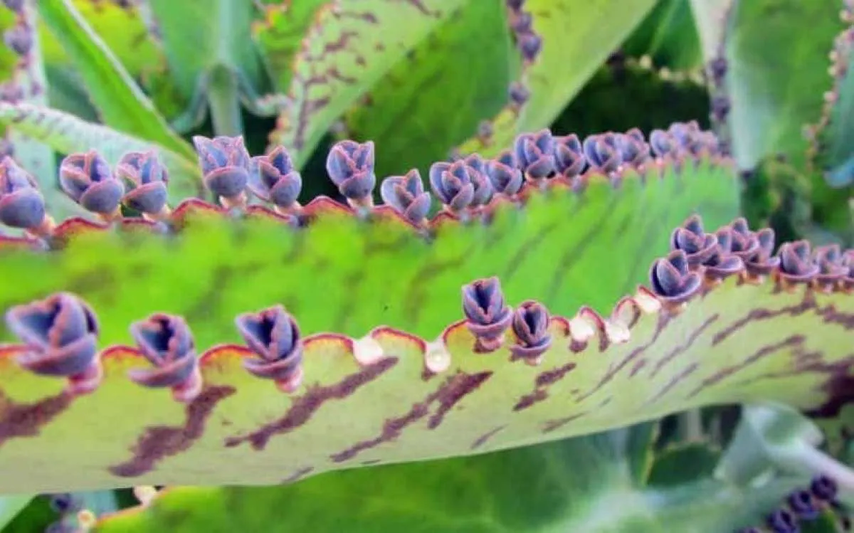 Punya Sebutan Miracle Leaf, Ini 9 Manfaat Cocor Bebek untuk Kesehatan Tubuh