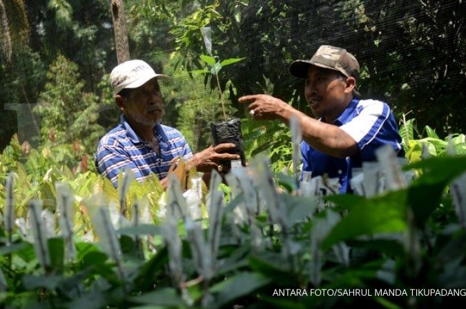 Petani kakao dapat insentif Rp 750.000 per hektare