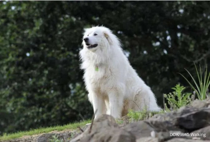 Anjing Ras Great Pyrenees