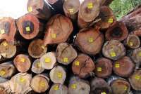 HIMKI Tolak Wacana Relaksasi Ekspor Kayu Bulat, Berpotensi Ganggu Hilirisasi