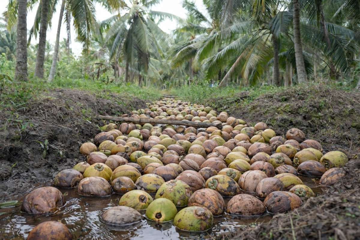 Maju Mundur Tata Niaga Kelapa Bulat