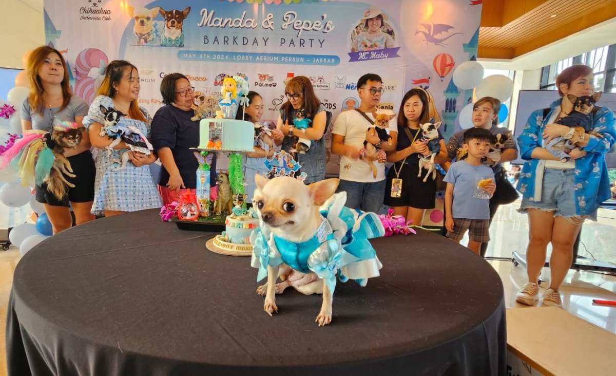 Komunitas Anjing Chihuahua Rayakan Ultah Anggota