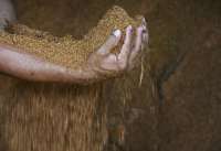 Tetapkan Harga Patokan Biomassa Co-Firing, Menteri ESDM: Skala Keekonomiannya Menarik