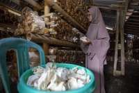 Geliat Usaha Jamur Tiram di Padang Tumbuh Lewat Dukungan Korporasi