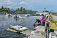 Proyek Budidaya Udang Berkelanjutan Dirintis Di Banyuwangi, Siap Jadi Model Nasional