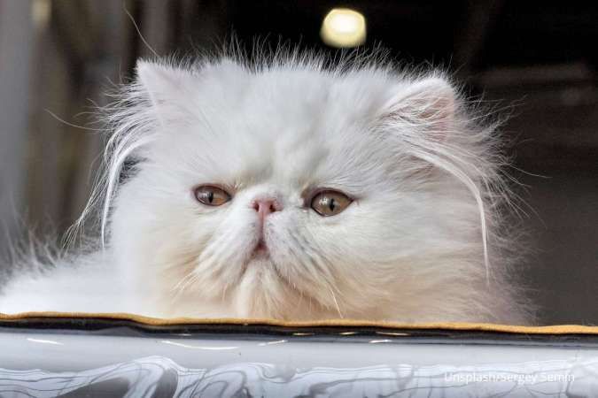 6 Jenis dan Harga Kucing Persia Serta Ciri Khasnya