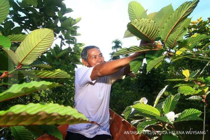 Tunggu Aturan Legalitas, Mentan Siap Genjot Budidaya Tanaman Kratom Dalam Negeri