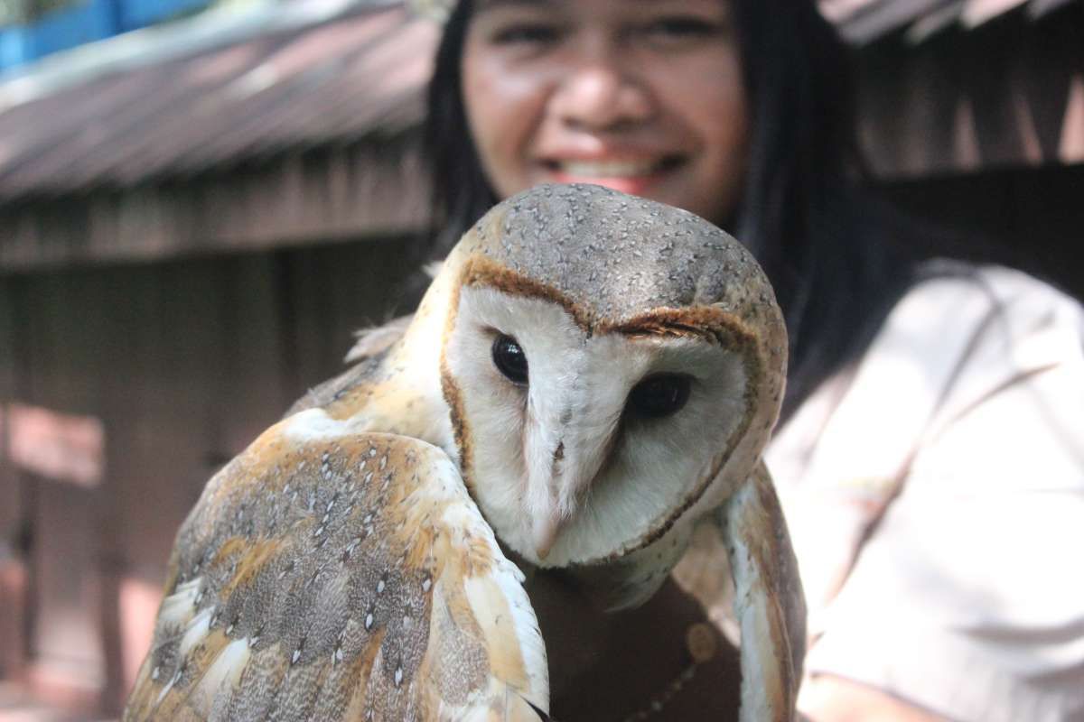 Kiprah si Burung Hantu Menghadapi Hama di Perkebunan Kelapa Sawit
