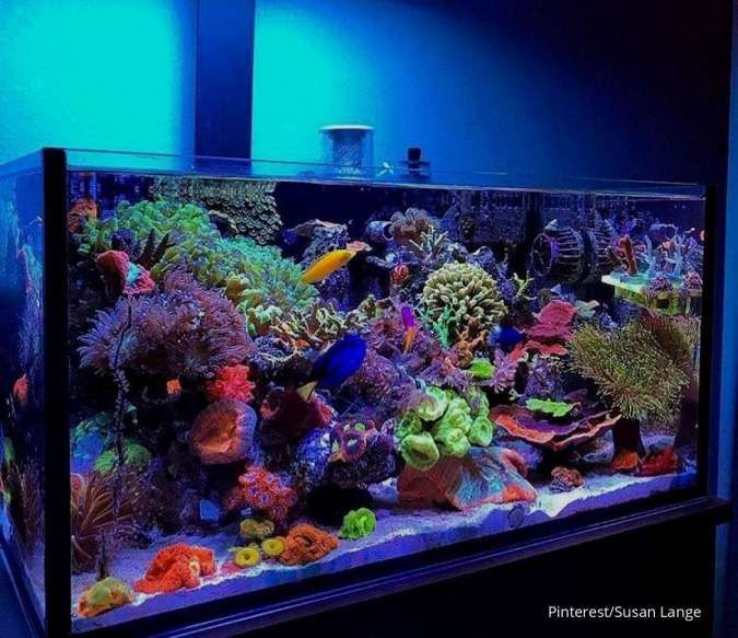 Penting! Perhatikan 4 Hal Ini Saat Memilih Ikan untuk Aquascape