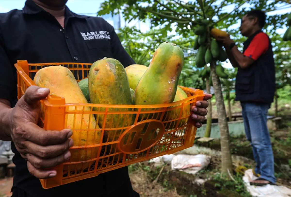 Petani di Jember Berhasil Panen Keuntungan Pepaya dengan Pinjaman KECE dari BRI