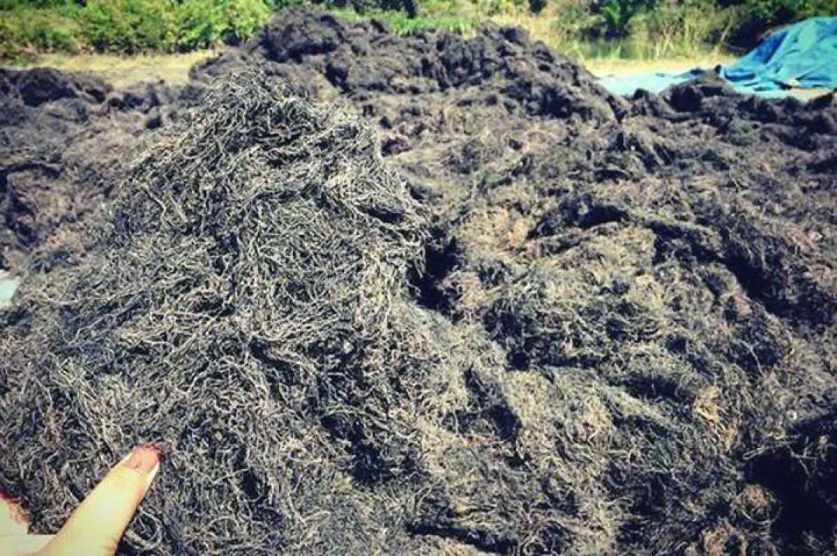 Asia Sejahtera Mina (AGAR) Ekspor 21.000 Ton Rumput Laut Kering pada 2023