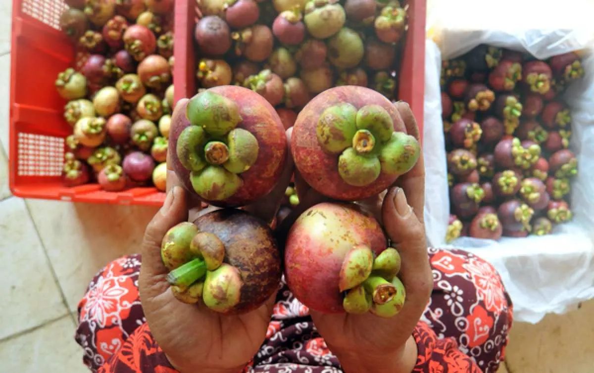 Fakta nutrisi manggis yang menjadikannya sebagai buah super